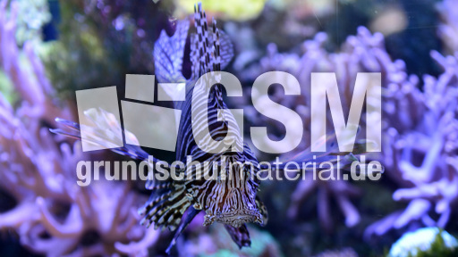 Pazifischer Rotfeuerfisch (3).jpg